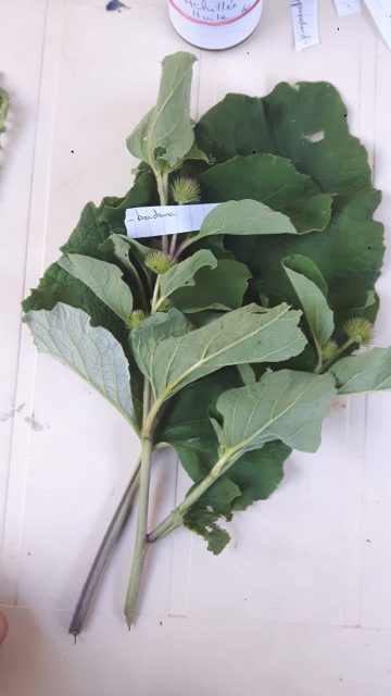 Bardane, plante du jardin