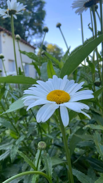 Marguerite, plante du jardin