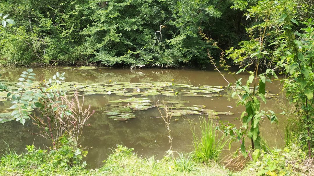 vue du Clain et des nénuphars présents à la surface de l'eau