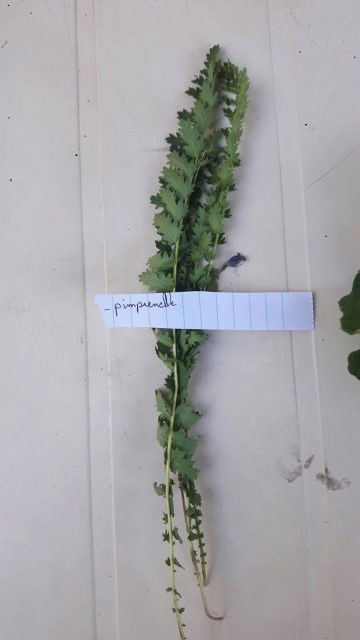 Pimprenelle, plante du jardin